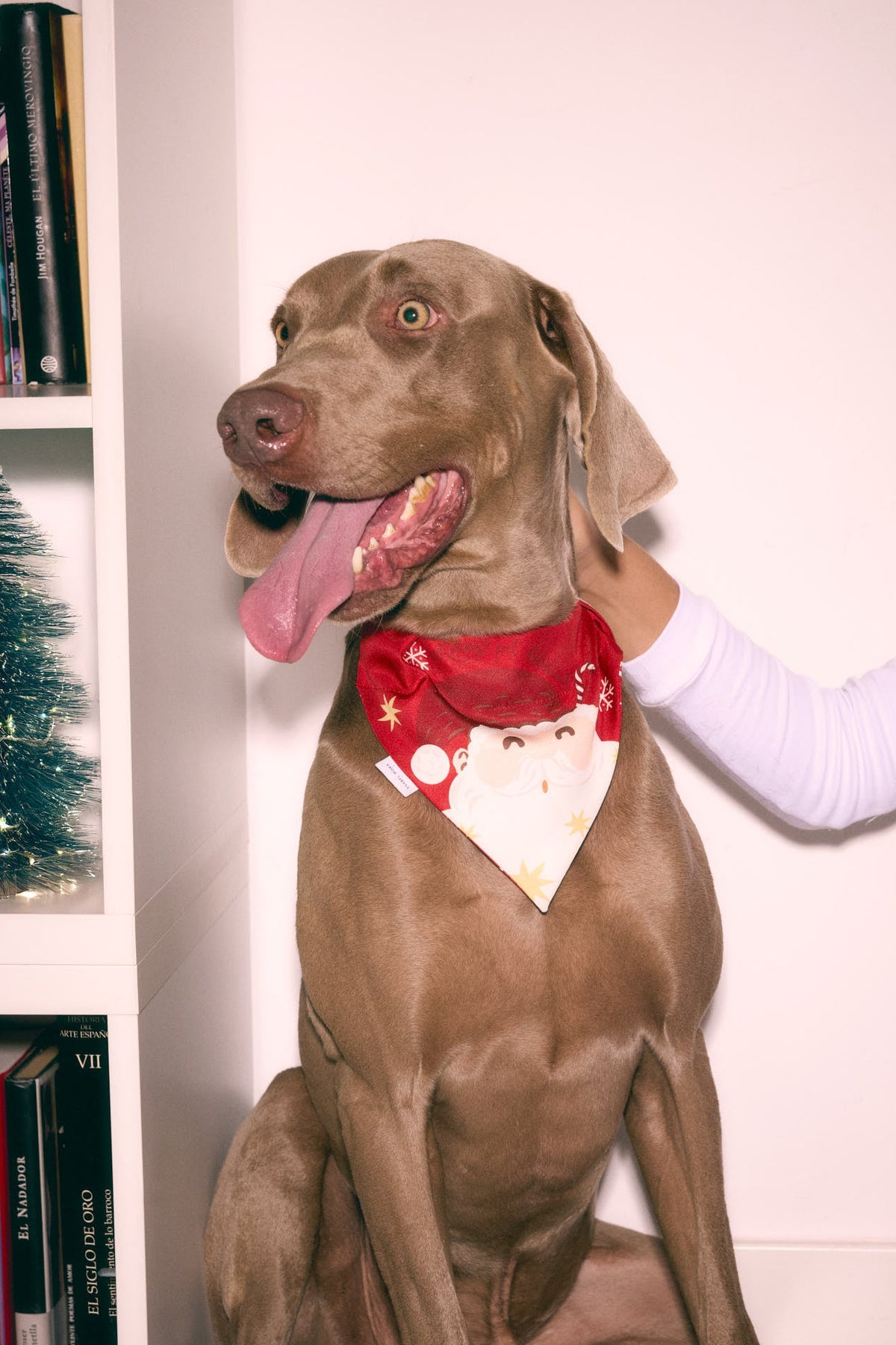 Bandana para mascotas navidad estampado Papá Noel